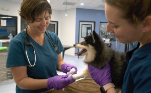 about horizon veterinary services