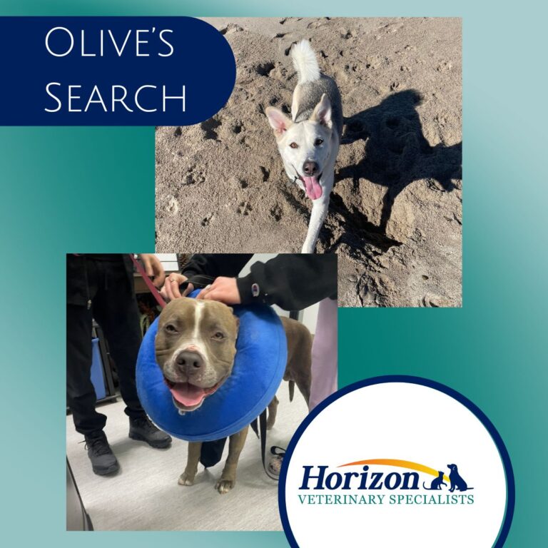 Olive’s Search