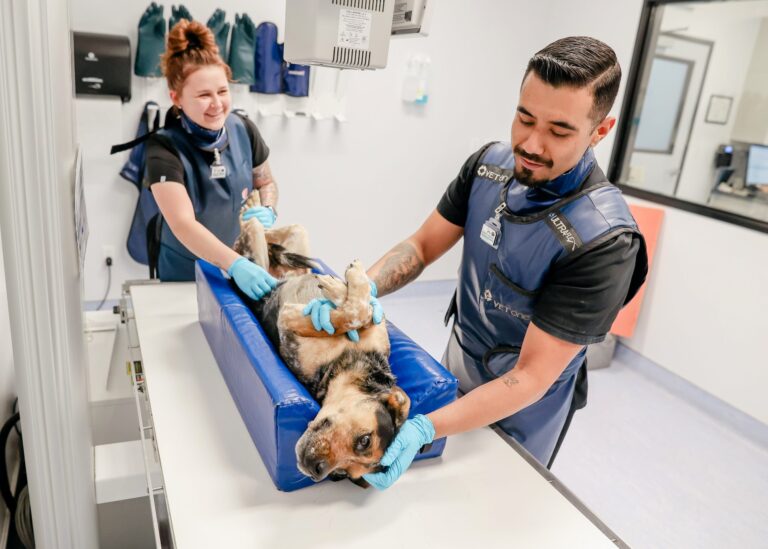 GI Foreign Bodies In Pets