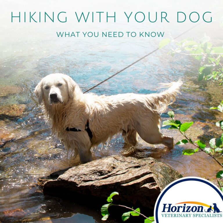 Hiking with Your Dog: What to Know and What to Bring