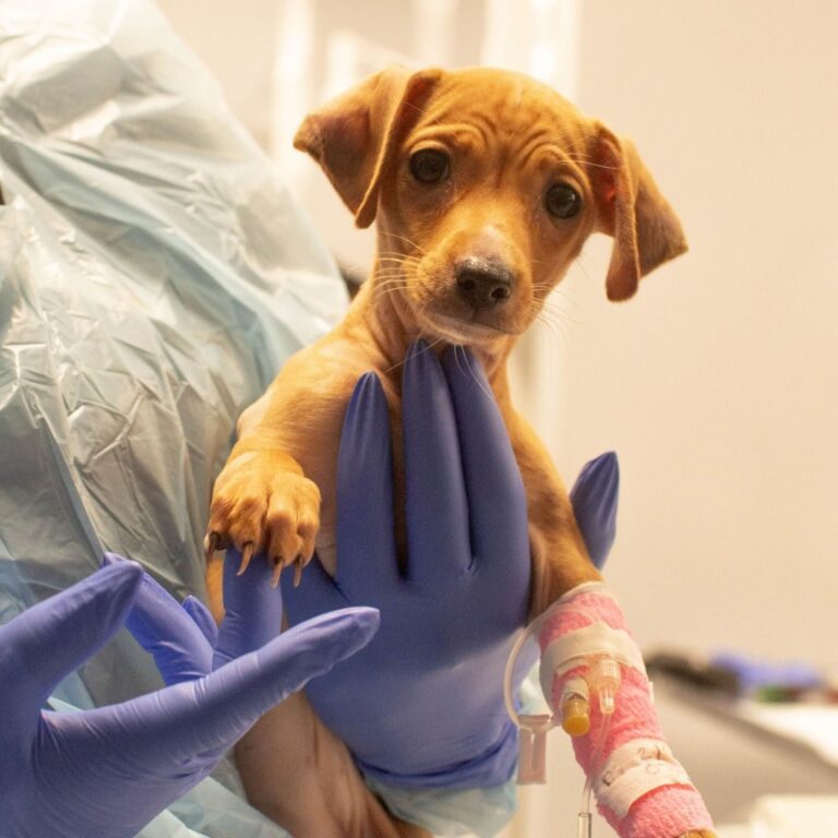 Canine Parvovirus: Take Preventative Action