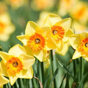 Daffodils are toxic to pets, this is an identifying image