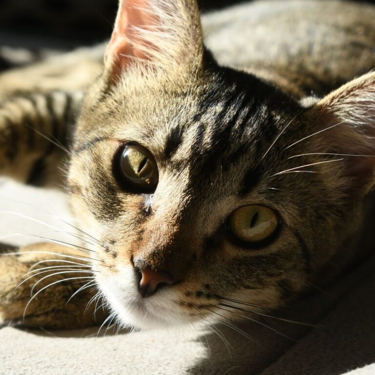 How to Maintain Your Cats Urinary Health