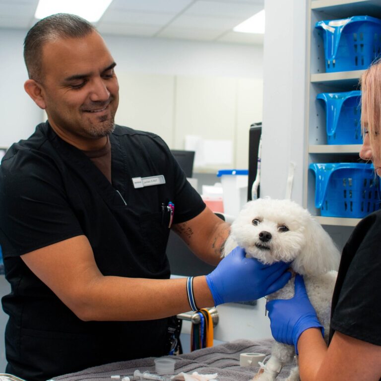 The Importance of Your Pet’s Dental Health