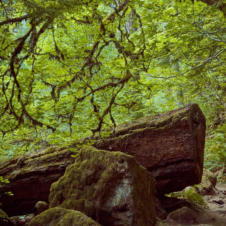 Tick-Borne Diseases and Prevention in Dogs